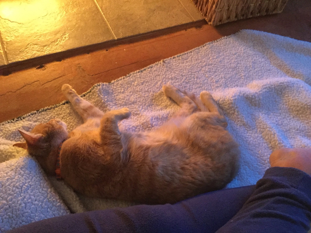 Zippy Shuttle-洛杉矶必去景点