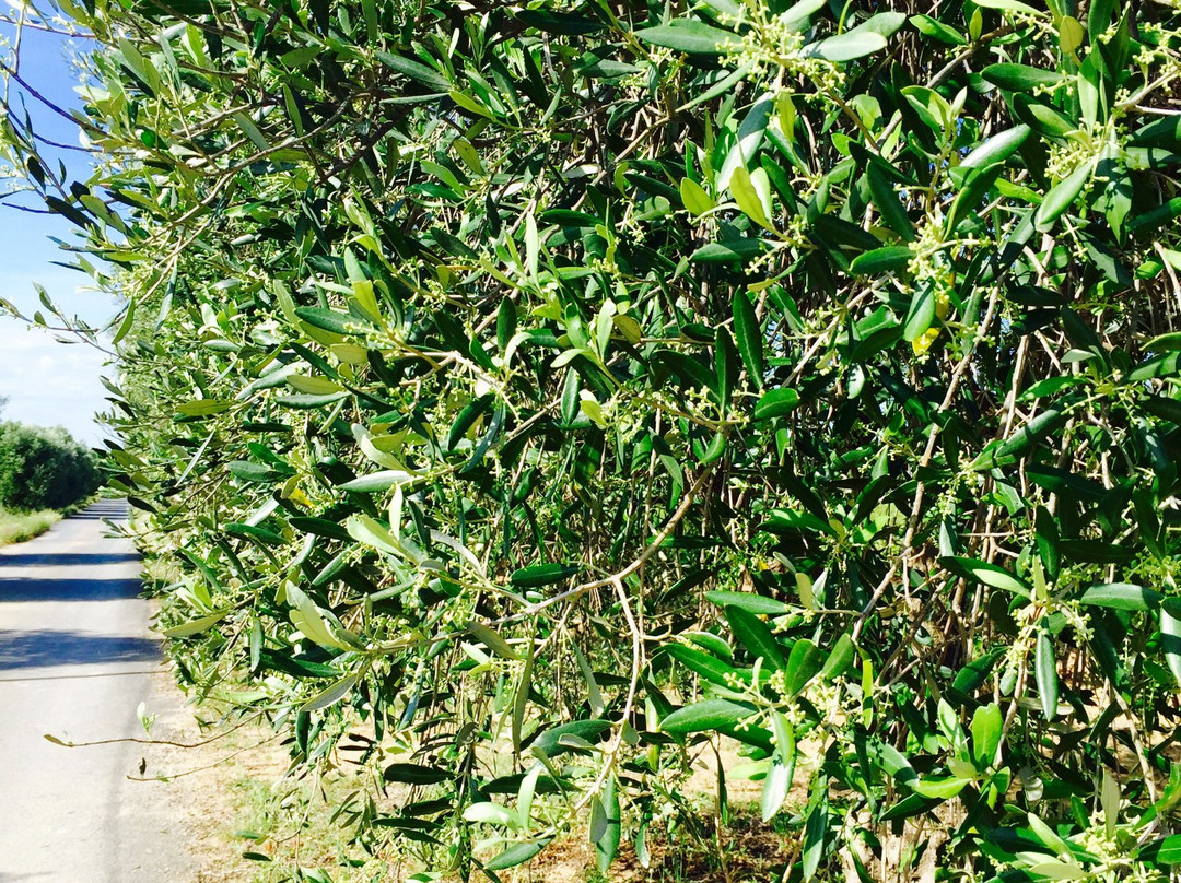 Domaine Les Yeuses-Meze必去景点