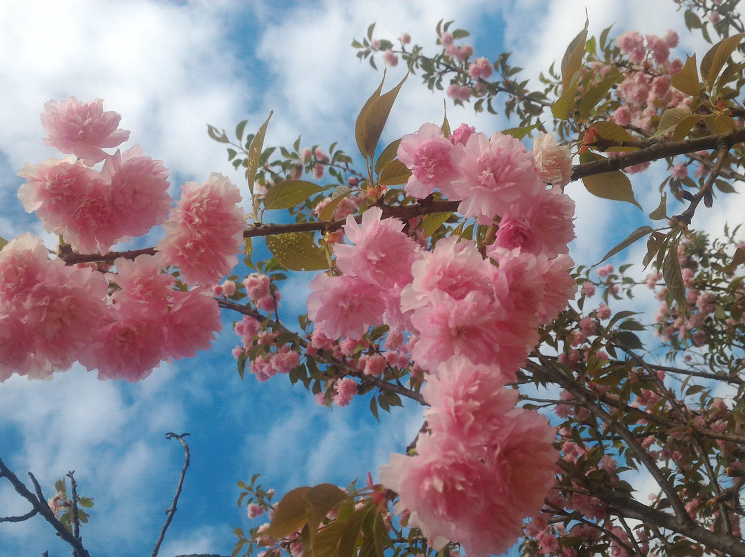 天适樱花悠乐园-从化市必去景点