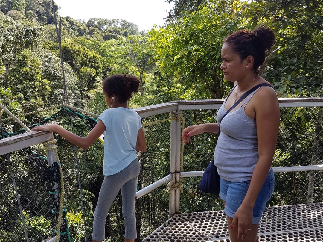 Iwokrama Canopy Walkway景点图片