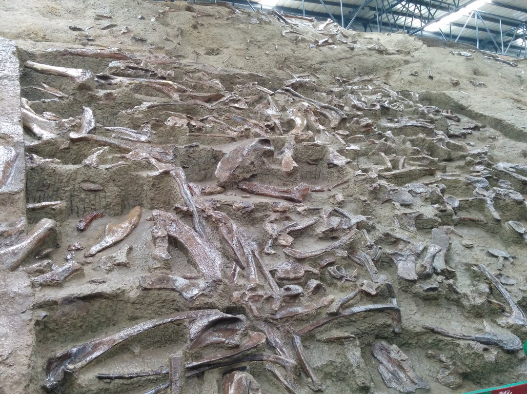 恐龙博物馆-诸城市必去景点