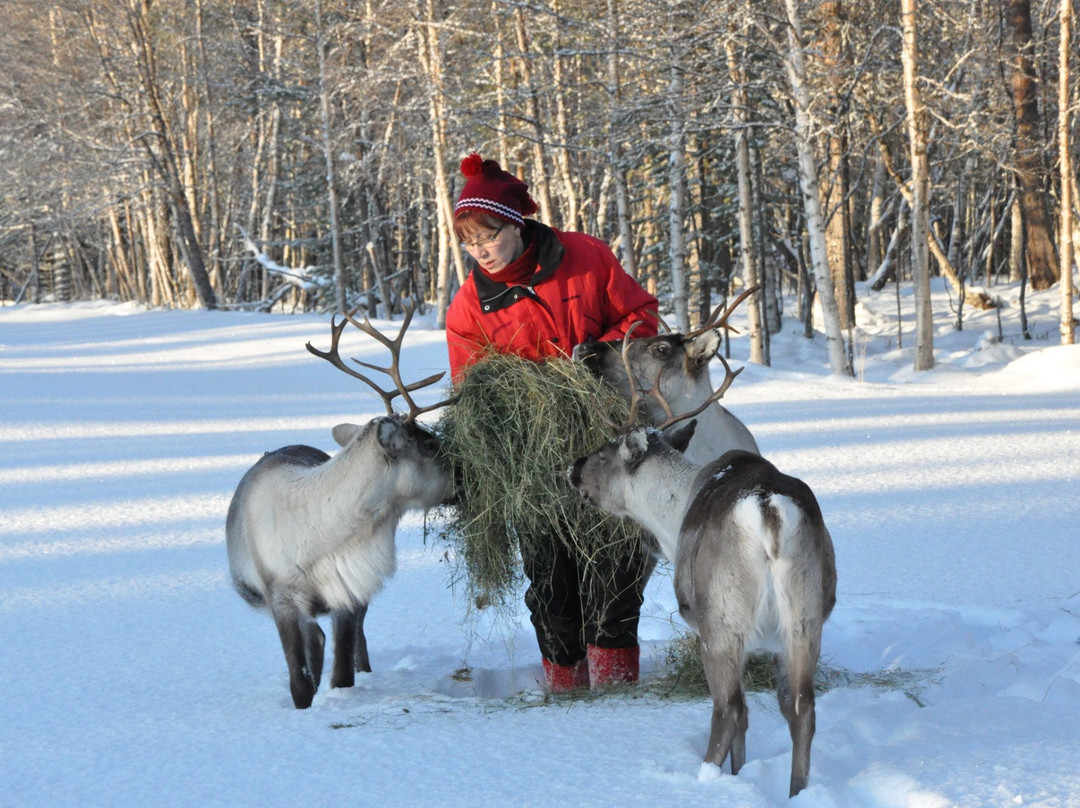Tuula's Reindeer-伊纳里必去景点