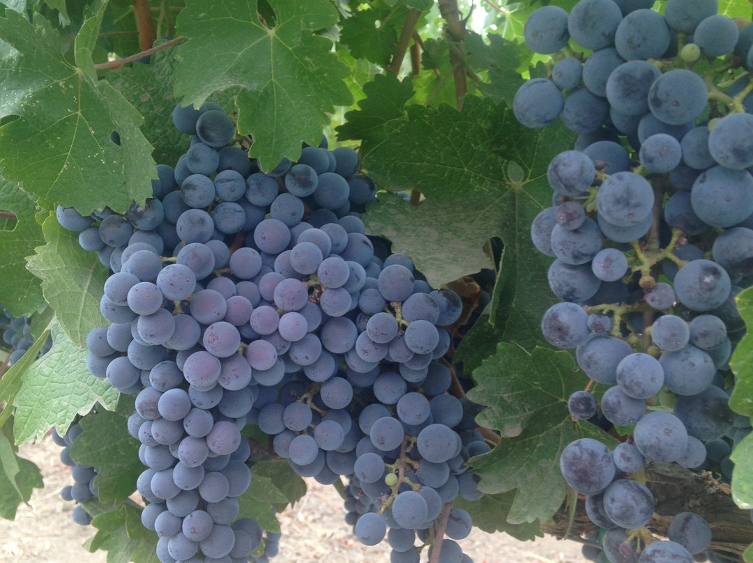 Piña Napa Valley景点图片