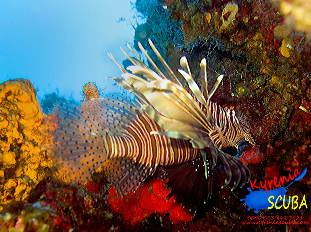 Kyrenia Scuba景点图片