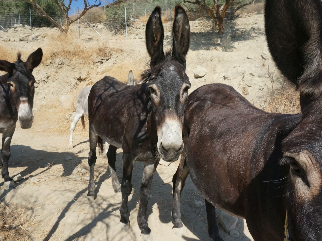 Walk With Donkeys景点图片