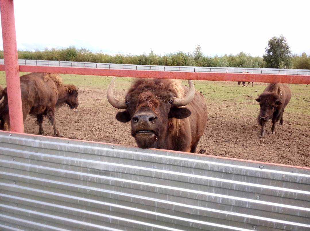 Ostrich Farm Krasavinskiy Khutorok-Zaosinovo必去景点