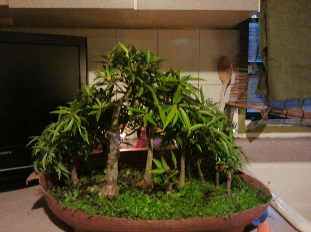 Central Texas Bonsai Exhibit at Jade Gardens-Wimberley必去景点