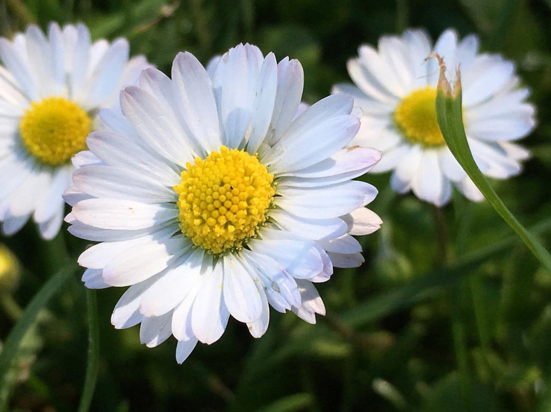 Parco Forlanini-米兰必去景点