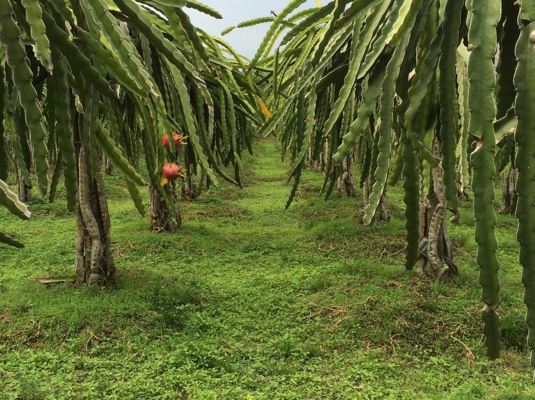 Sabila Farm-Sleman必去景点