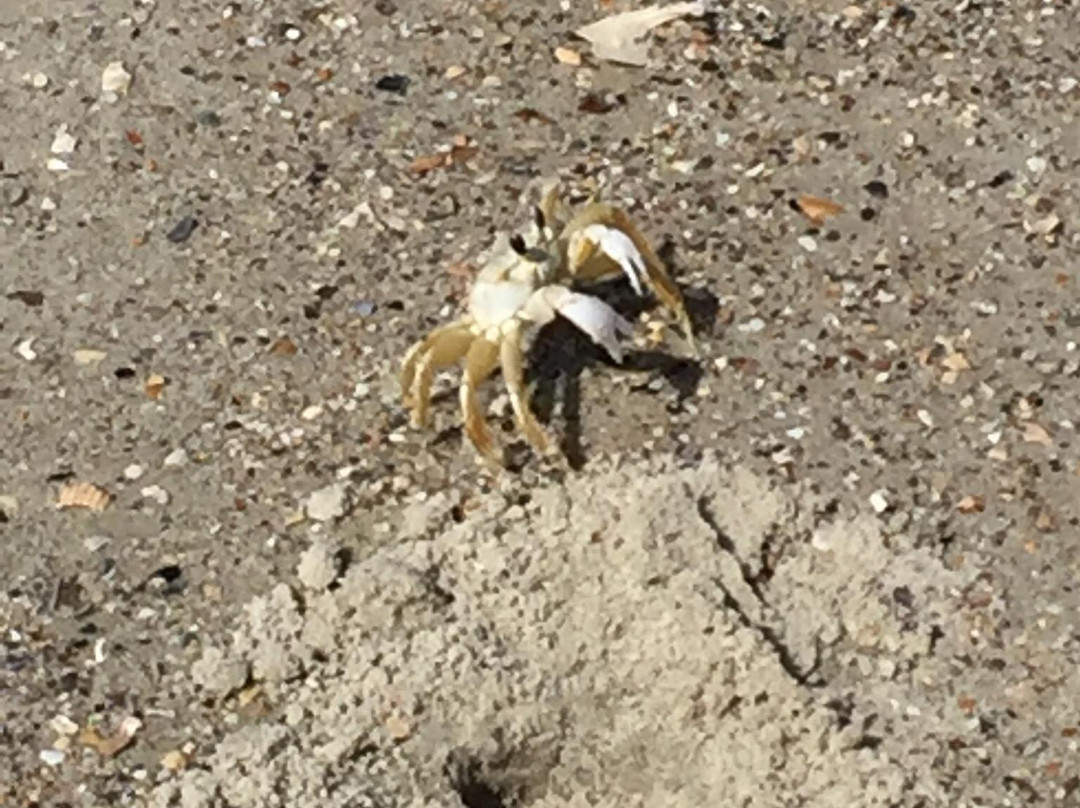 Saint Vincent National Wildlife Refuge景点图片