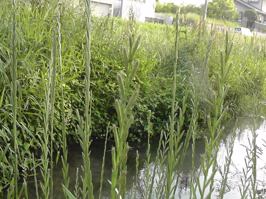 Ishikawa River景点图片