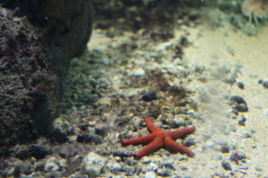Aquarium-Isola di Capo Rizzuto必去景点