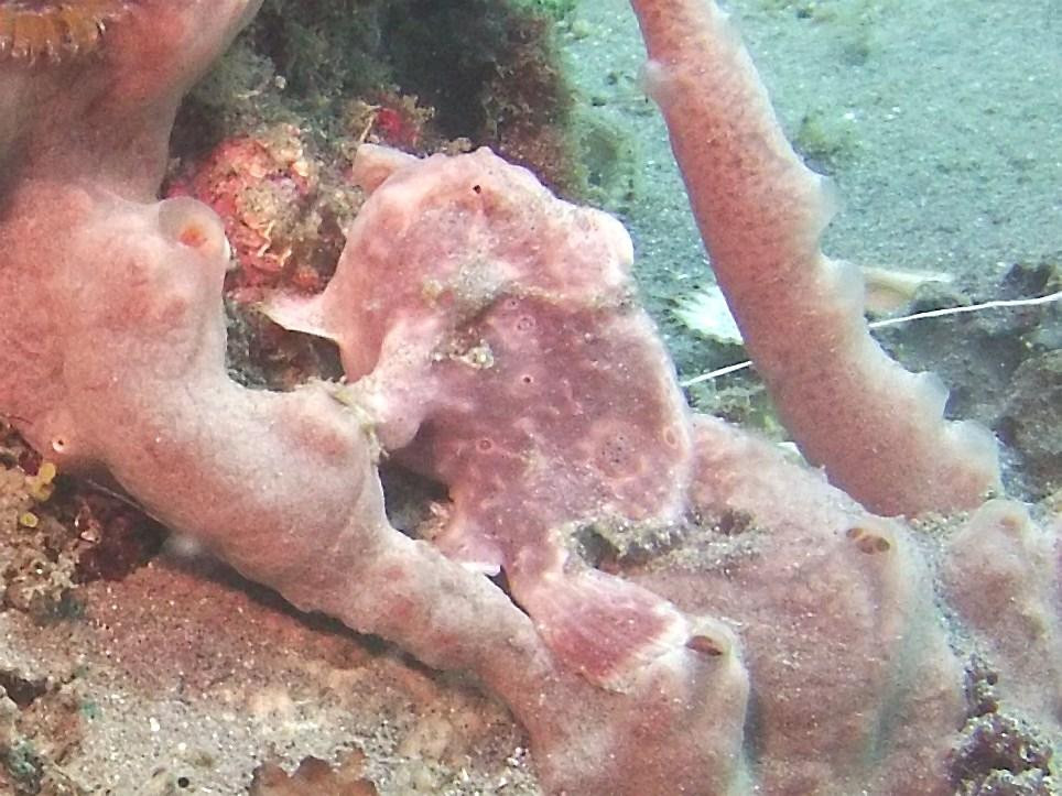 Buddy Dive on Dominica景点图片