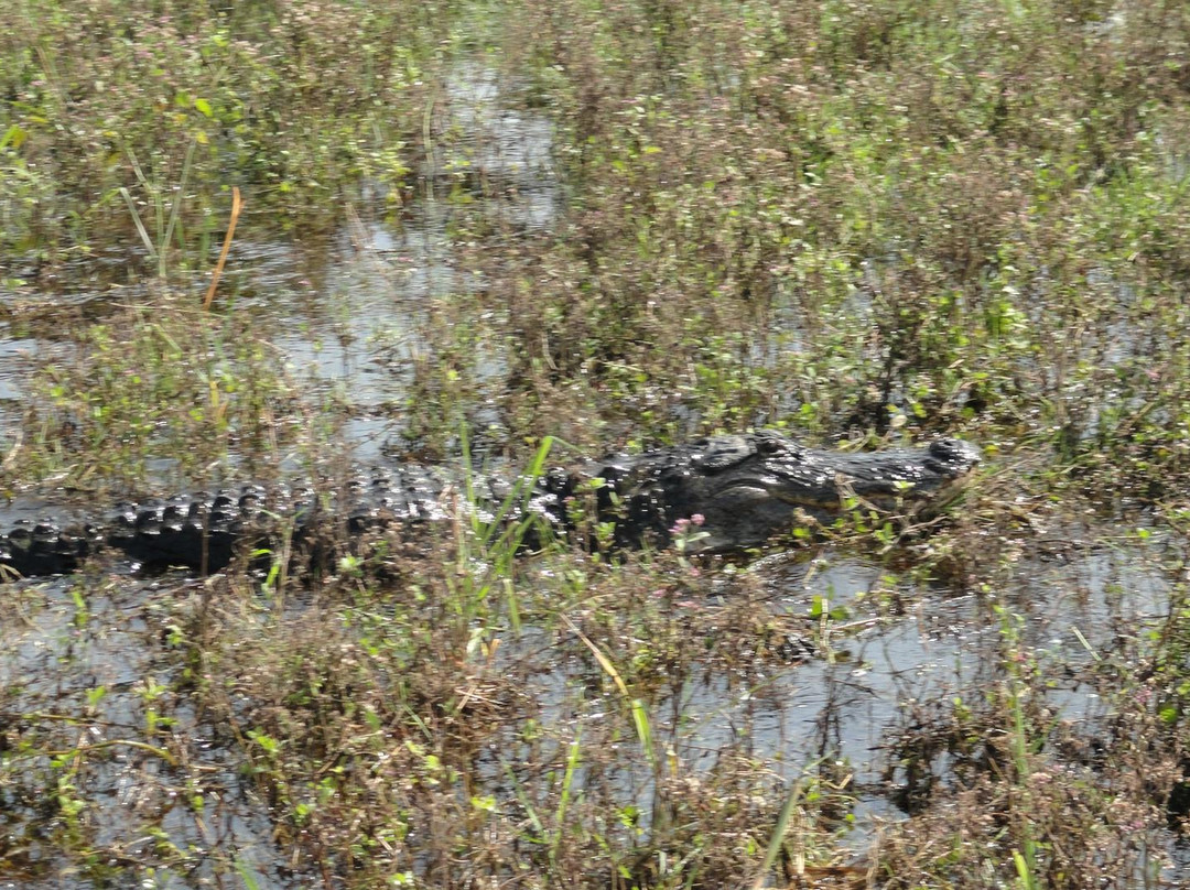 Ray's Airboat Rides-Christmas必去景点