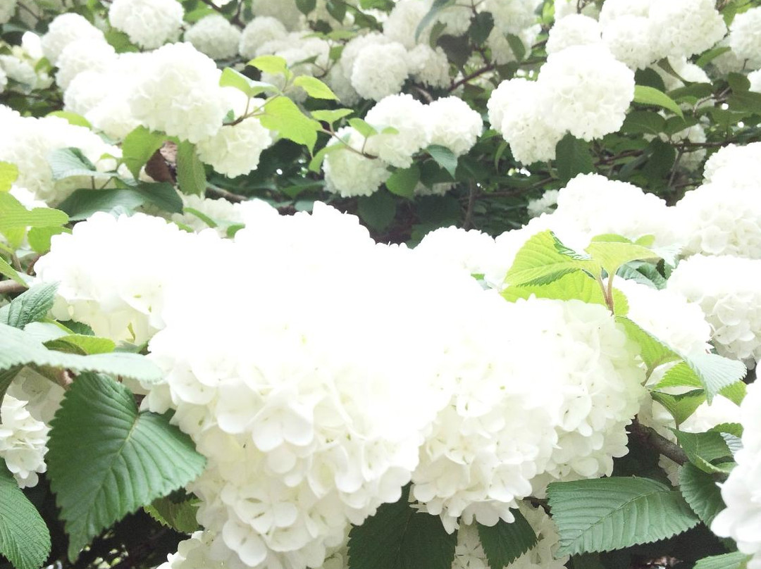 Mobara Peony Garden-茂原市必去景点