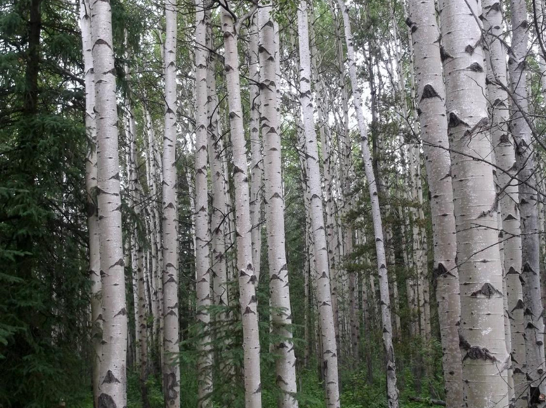 Tumbler Point Hiking Trail-Tumbler Ridge必去景点