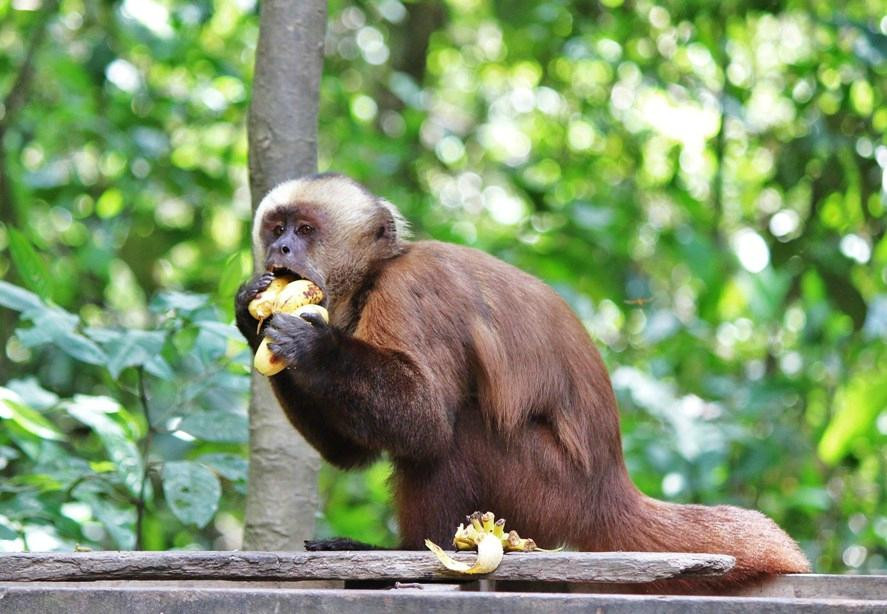 Monkey Island景点图片