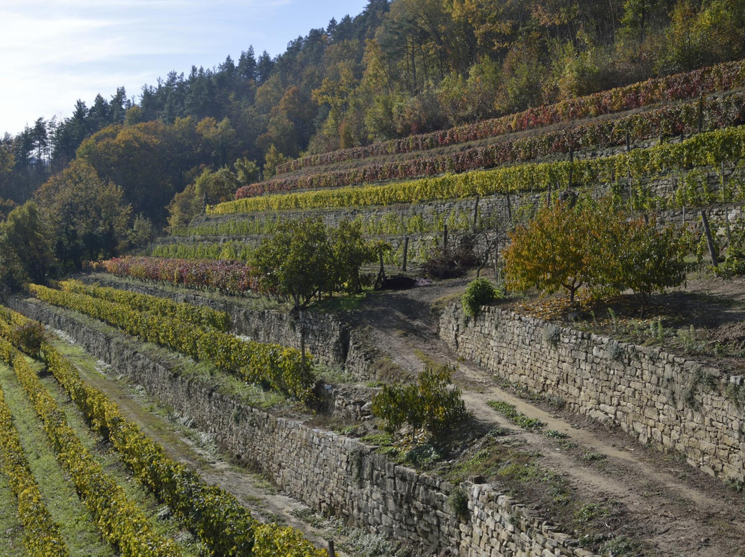 Azienda Agricola Barberis景点图片