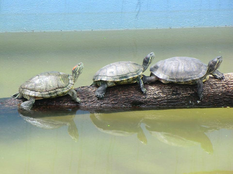 Sao Joao do Rio Vermelho旅游景点-Parque Estadual do Rio Vermelho