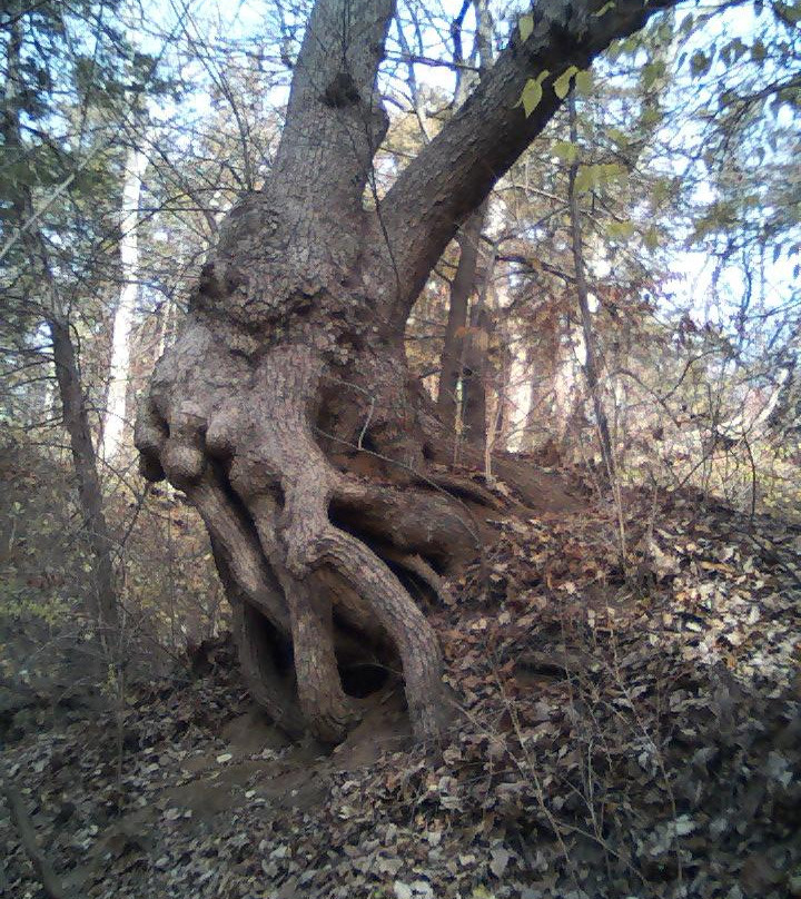 Warner Memorial Park-曼哈顿必去景点