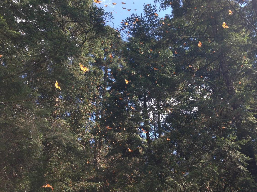 La Reserva de la Biosfera Mariposa Monarca-米却肯必去景点