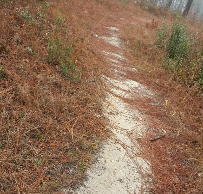 Longleaf Trace景点图片