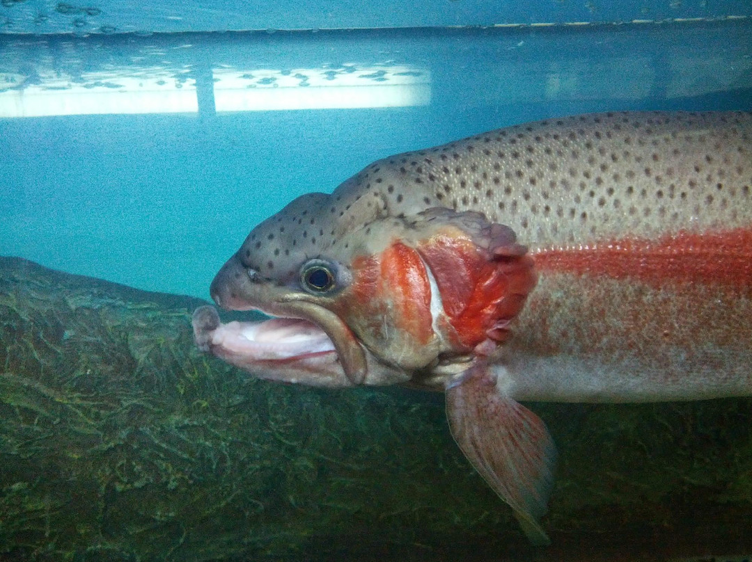 Fishes of Amur River Museum-哈巴罗夫斯克必去景点