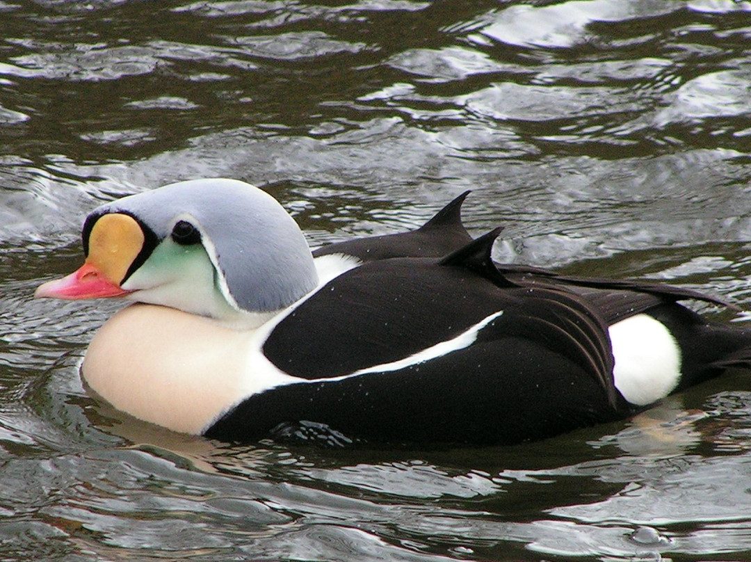利奇菲尔德旅游景点-Ripley Waterfowl Conservancy