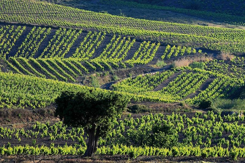 Cave Les Vignerons de Maury-Maury必去景点