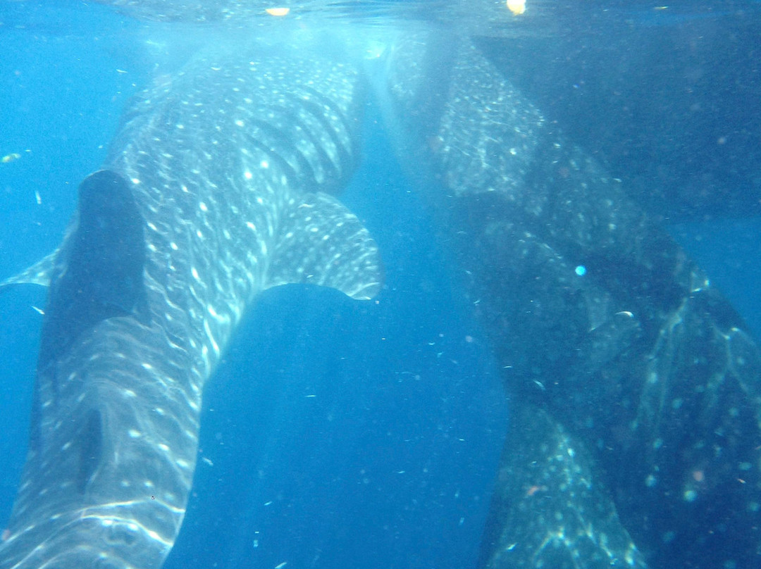 船宿潜水之旅-库布必去景点