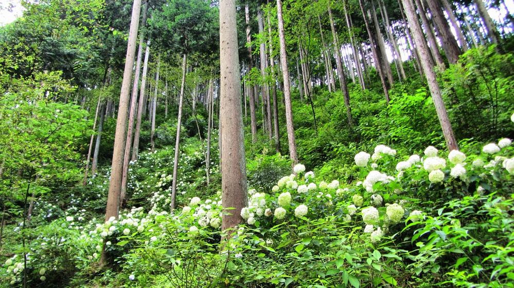 Minamisawa Ajisai Mountain-秋留野市必去景点