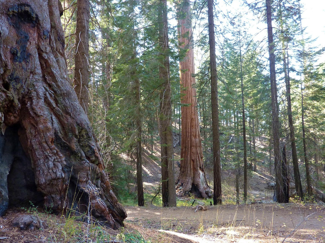 North Grove Loop Trail-红杉&国王峡谷国家公园必去景点