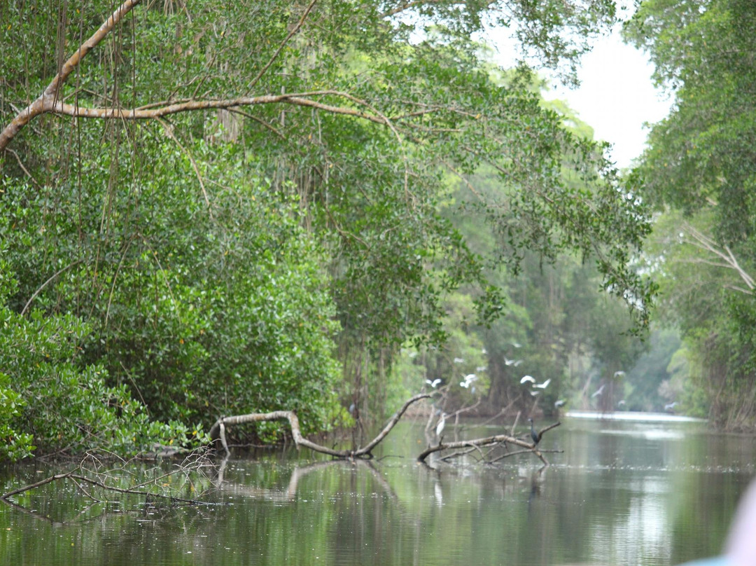 Madoo Bird Tours-Caroni必去景点