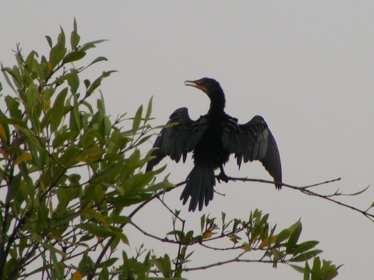 Birdwatching in The Gambia-Marakissa必去景点