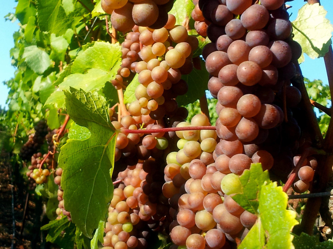 Wetzel Estate-Dallas必去景点