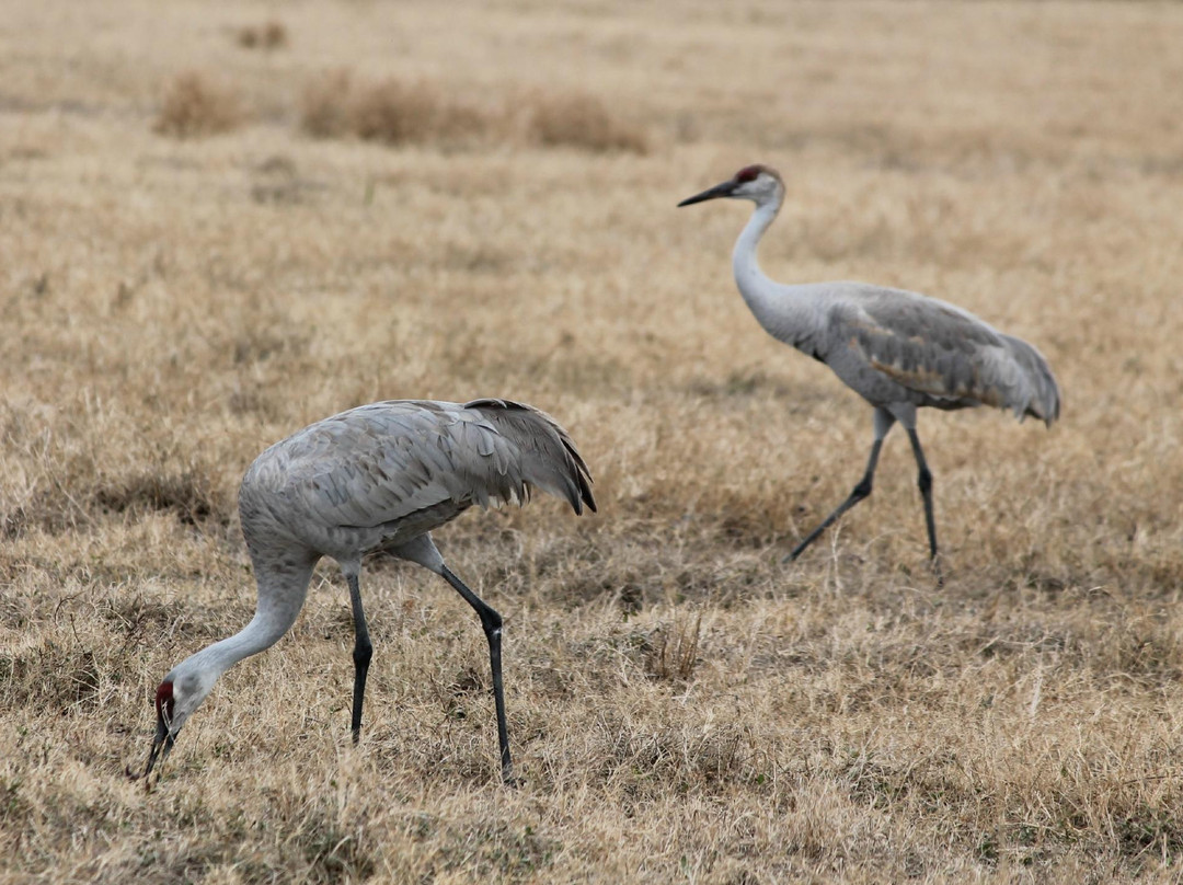 The Celery Fields-萨拉索塔必去景点
