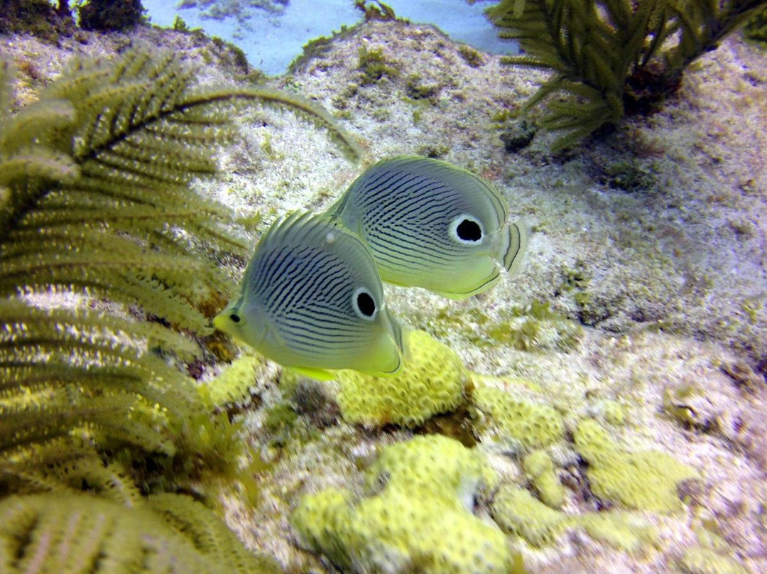 U.S.1 Dive Center-Summerland Key必去景点