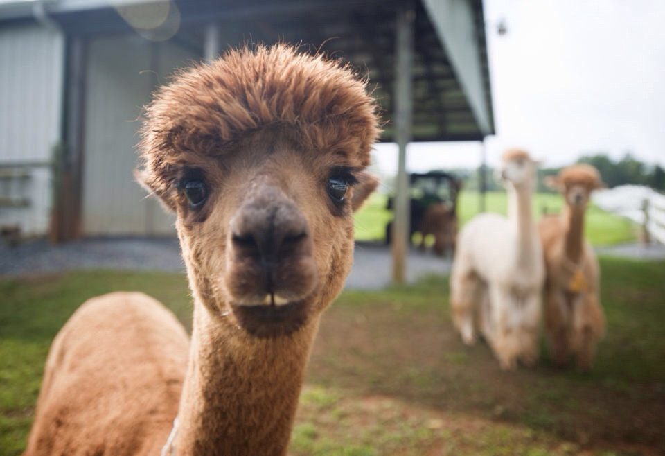 A Goode View Alpaca Farm景点图片