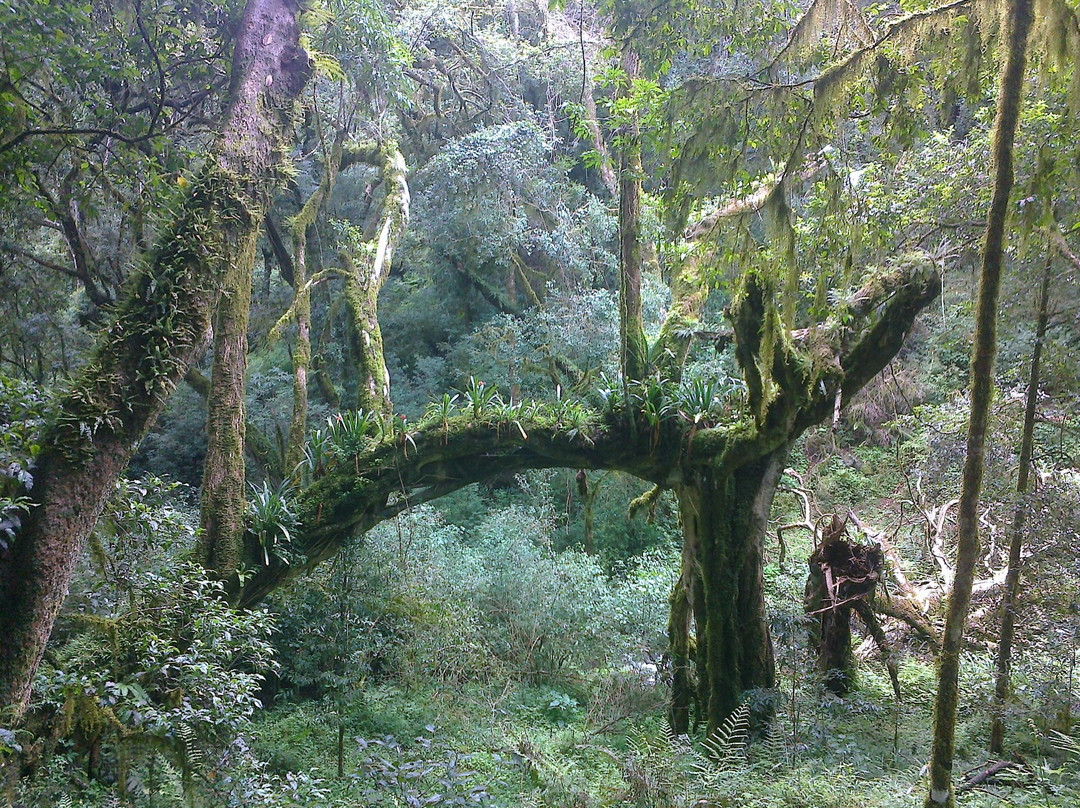 Magoebaskloof Hiking Trail