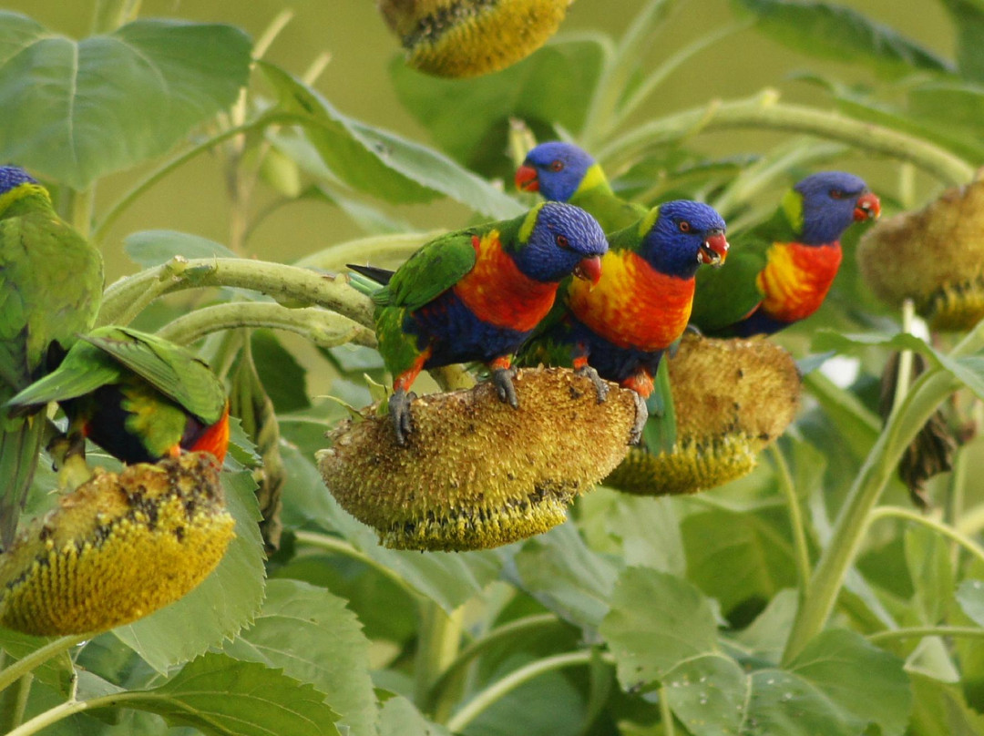 Feathers Home Stay主图