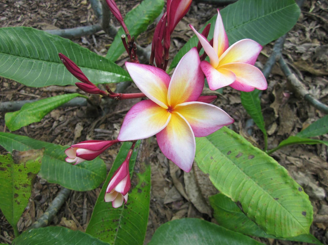 可可火山口植物园-火奴鲁鲁必去景点