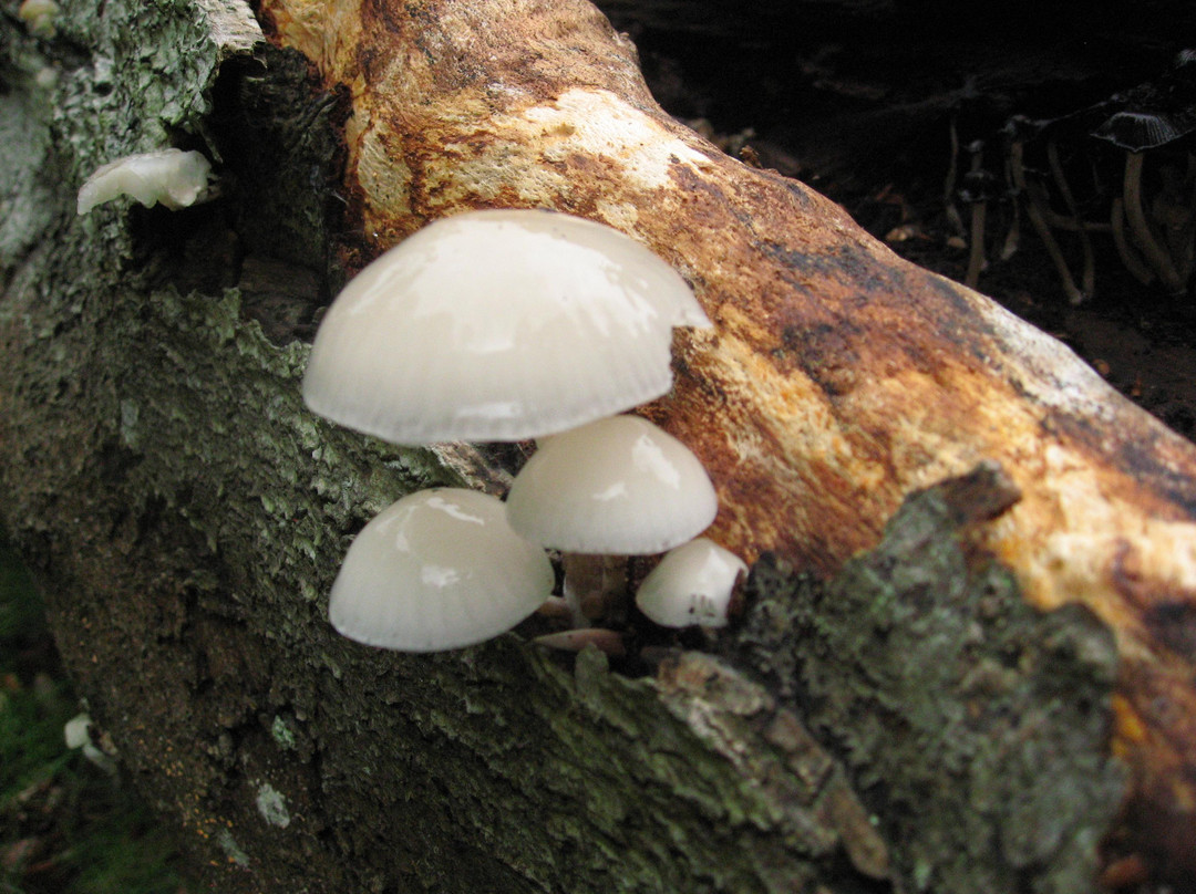 Fuzzacker Guided Walks and Tours-利明顿必去景点