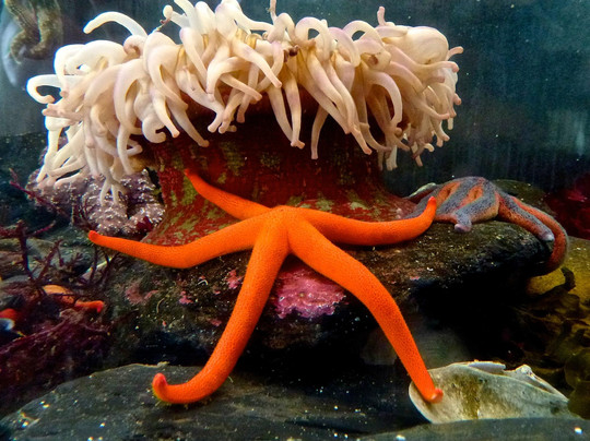 Kodiak Laboratory Aquarium & Touch Tank-Kodiak必去景点