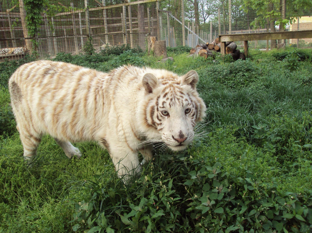 Heaven's Corner Zoo & Animal Sanctuary-West Alexandria必去景点
