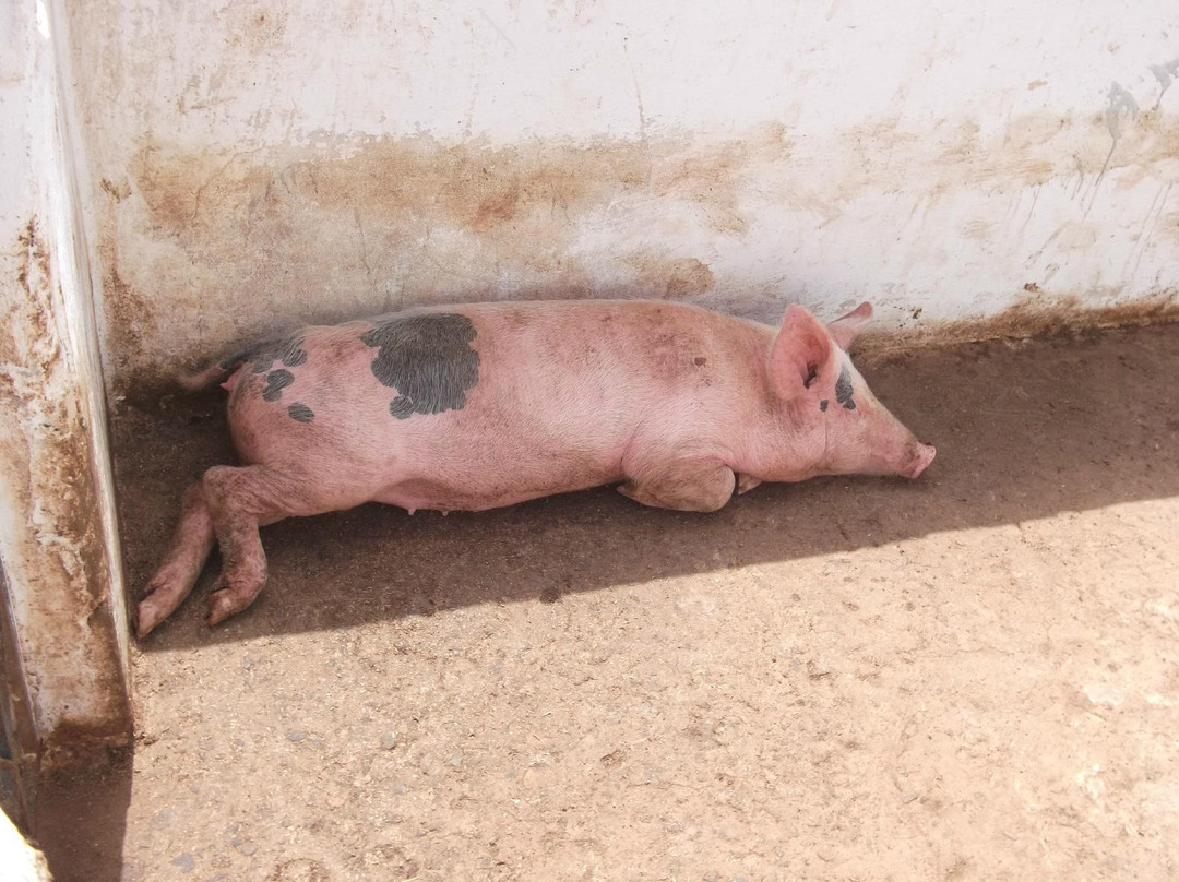 Club Hippique le Barry-卡萨布兰卡必去景点