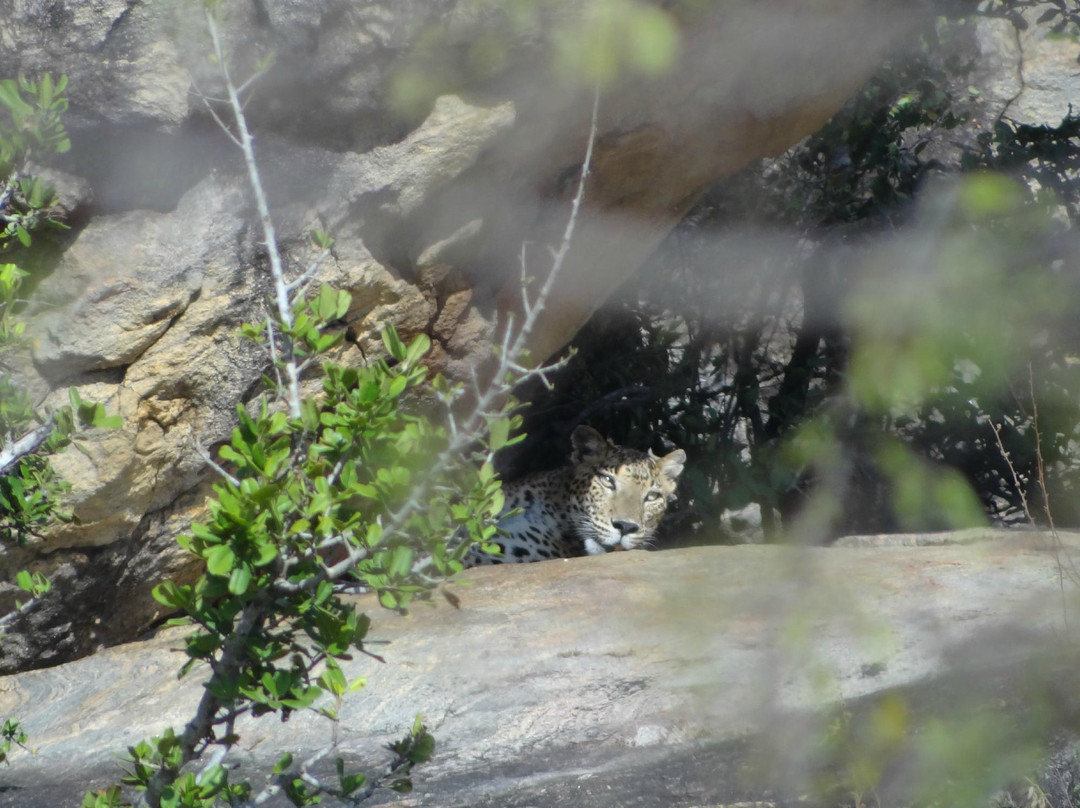 Panchi Safari Jeep Tours-蒂瑟默哈拉默必去景点