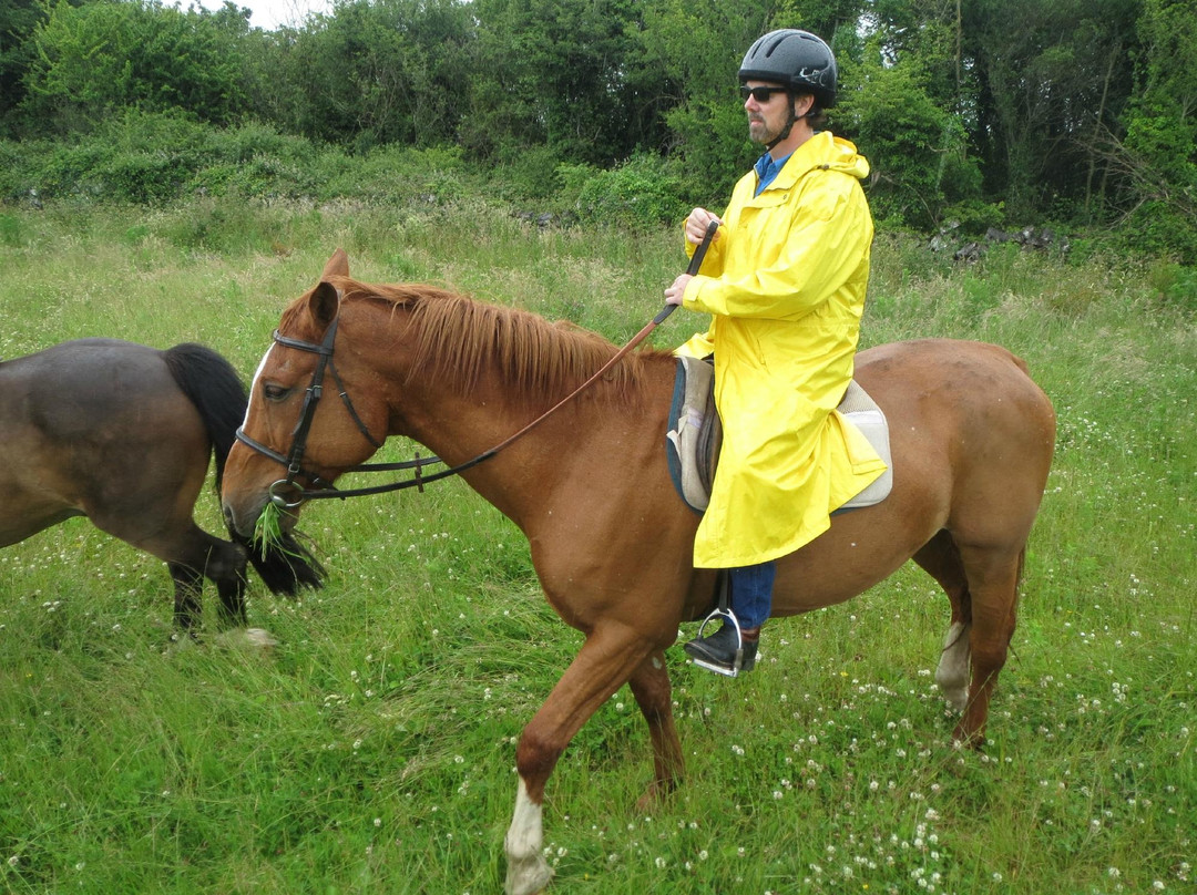 Clare Equestrian Centre景点图片