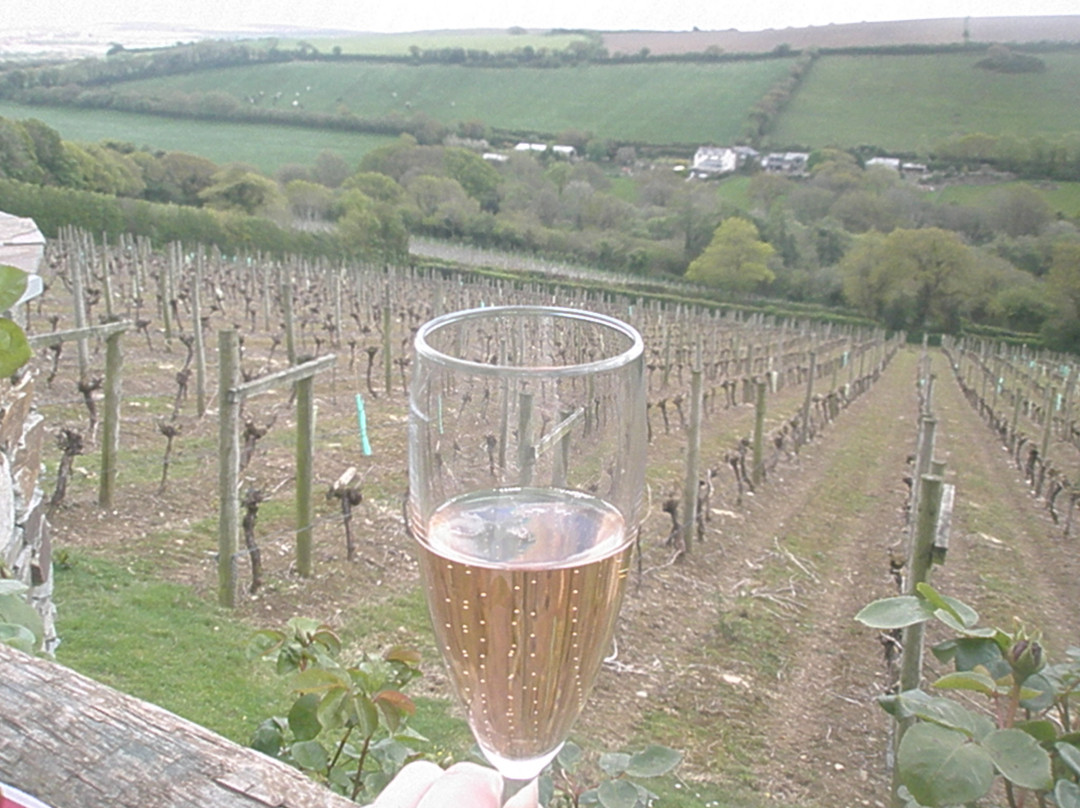 Camel Valley Vineyard景点图片