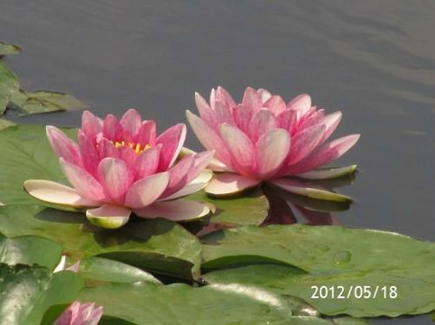 Nanbata Castle Park-富士见市必去景点