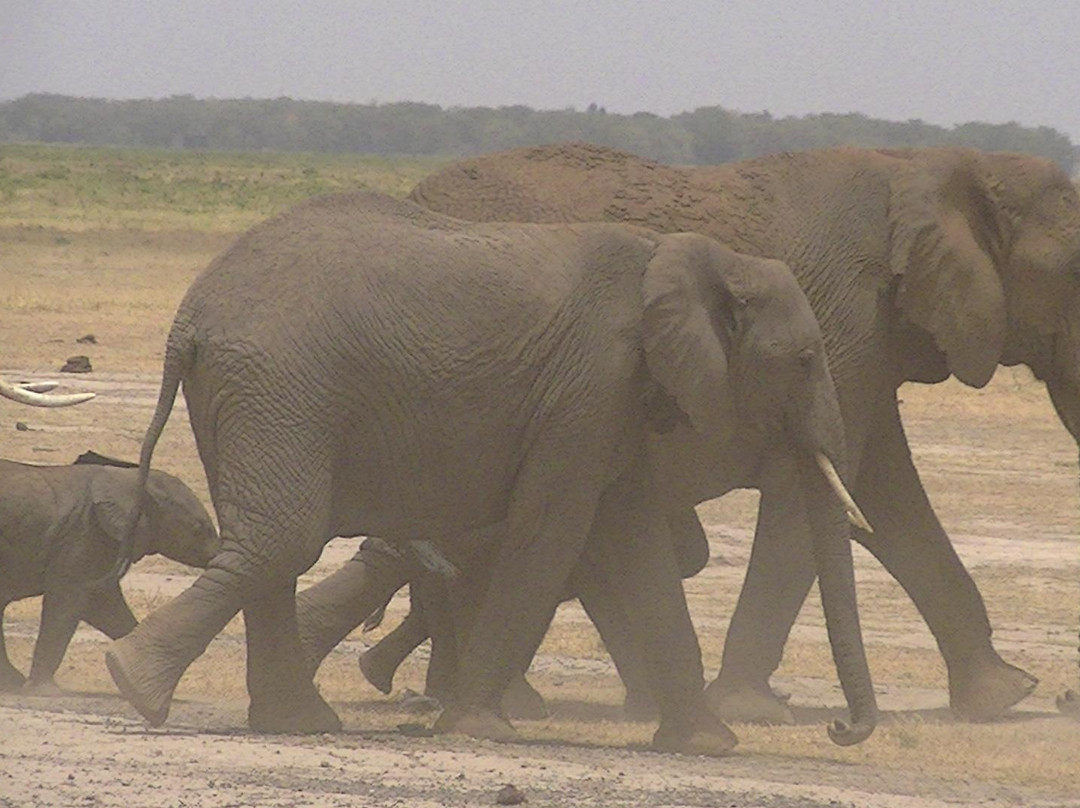 F. King Tours & Safaris-蒙巴萨必去景点
